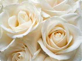 Perry's Florist - Anniversary Flowers